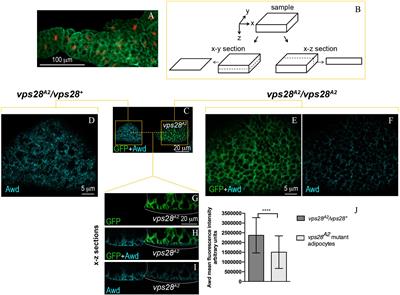 Vps28 Is Involved in the Intracellular Trafficking of Awd, the Drosophila Homolog of NME1/2